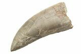 Rare, Serrated, Megalosaurid (Marshosaurus) Tooth - Colorado #222500-1